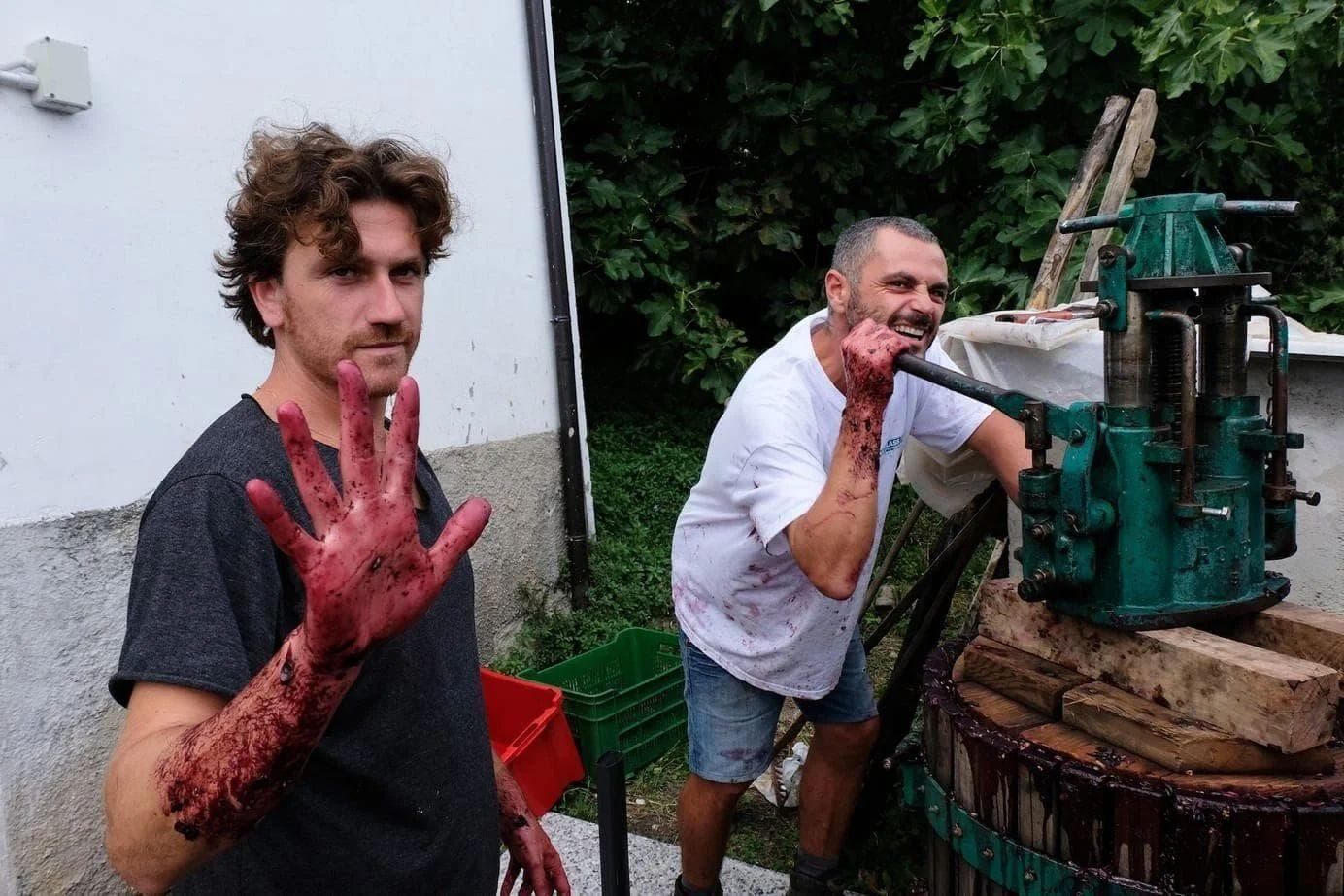 De wijnmakers van Lammidia met paarse handen van de druiven bij een oude pers